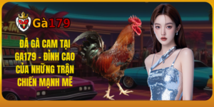 Đá Gà Cam Tại GA179 - Đỉnh Cao Của Những Trận Chiến Mạnh Mẽ